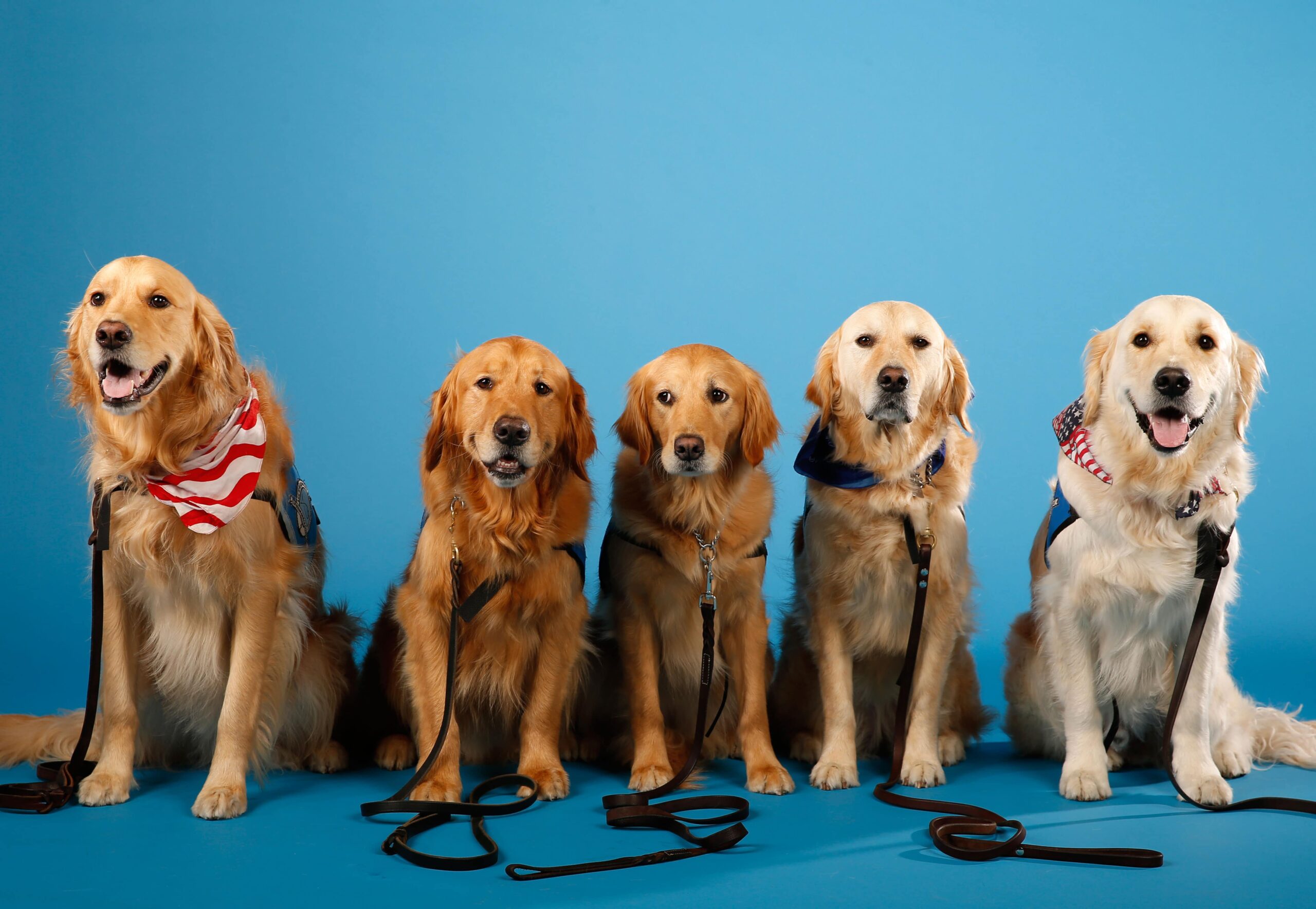 Comfort Golden Retrievers