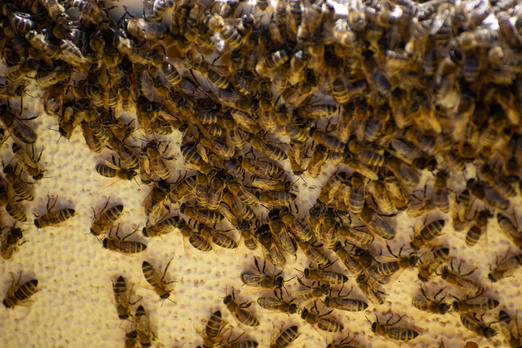 The Hidden Shift: Understanding Bees After Dark