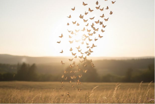 releasing a butterfly