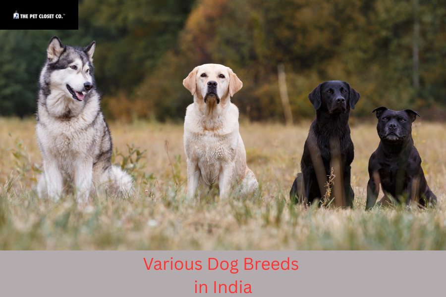 Various Dog Breeds in India