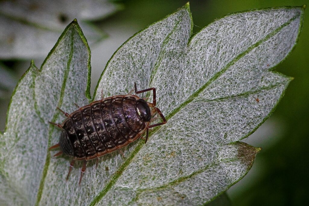 woodlouse control